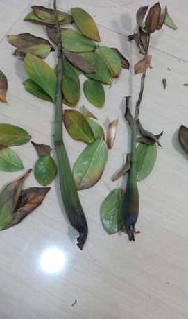 金钱树叶子烂了怎么办 金钱树树茎腐烂怎么办