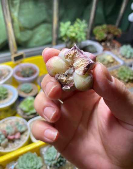 多肉根部发霉了怎么办 种多肉的营养土发霉了不想扔掉怎么办