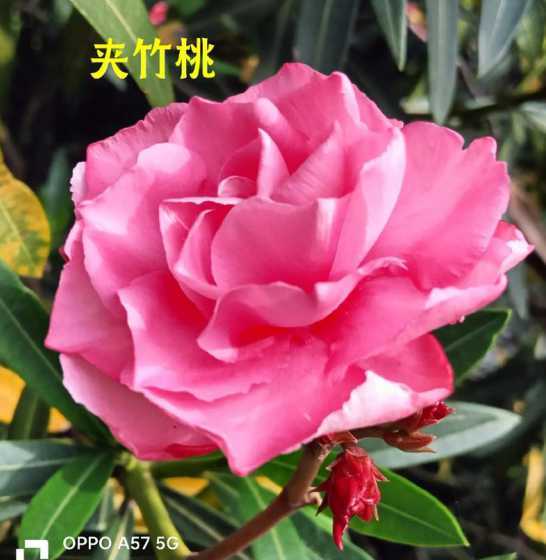 养夹竹桃有有什么好处 夹竹桃能在室内养吗