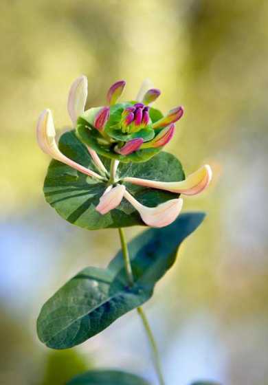 学校的被子植物有哪些 学校里哪些植物的叶是完全叶