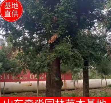 皂角树的价格是多少啊 皂角树值钱吗