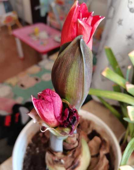 洋朱顶红为什么不开花 朱顶红不开花的原因是什么