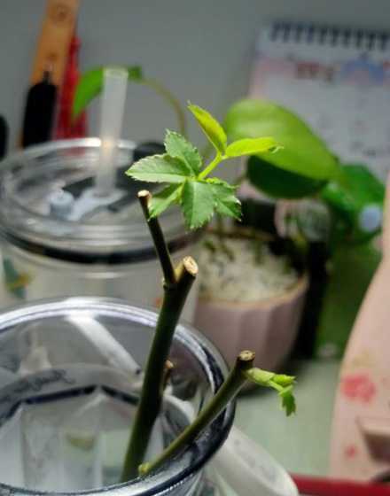 刚发芽的玫瑰怎么保养 玫瑰发芽后怎么护理