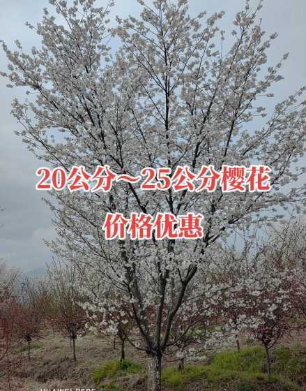 20公分樱花直多少钱 谁知道100平米的房子做家装要多少钱