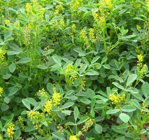 海南哪里有苜蓿草种子 种殖3一5年的大田苜蓿,能留种子吗