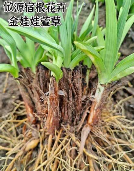 金娃娃萱草如何种植 金娃娃萱草种植方法