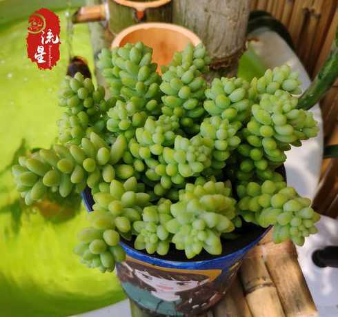 多肉彩虹冬天怎么养护 怎样养殖多肉彩虹
