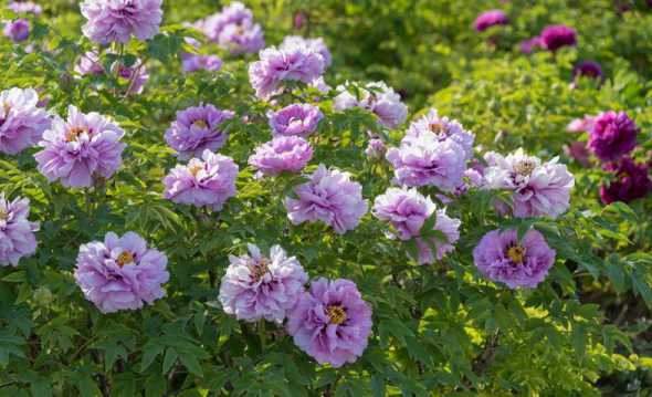 请问菏泽的市花是什么 菏泽的市花是什么花