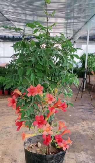 家门口栽凌霄花怎么样 为什么门前不栽凌霄花