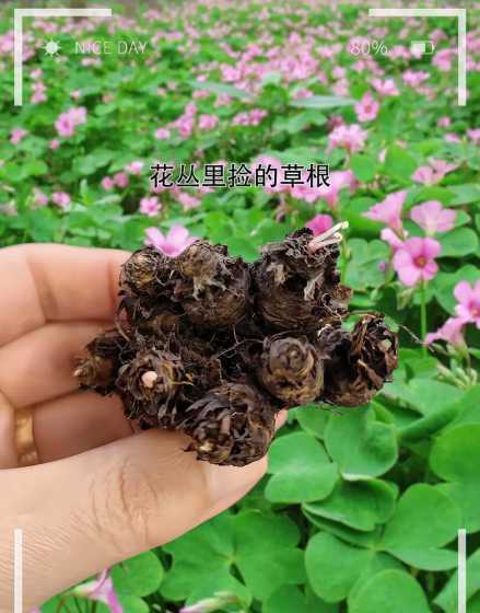 红花三叶草多少钱一盆 红花酢浆草和三叶草的区别