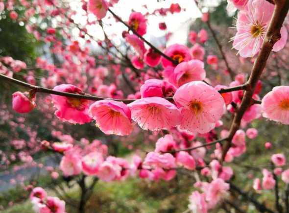 十公分梅花树价格多少 梅花的品质是什么