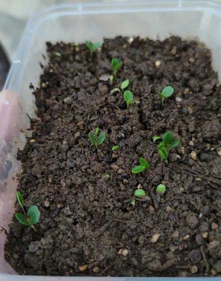 家养含羞草种子怎么种 含羞草的养法