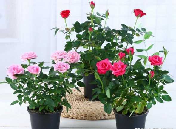 盆栽玫瑰花枯了怎么办 玫瑰花叶子干枯是怎么回事怎么办(图)