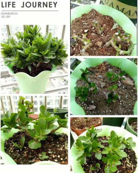 长寿花苗什么时候打顶 长寿花什么时候打顶好需要注意什么