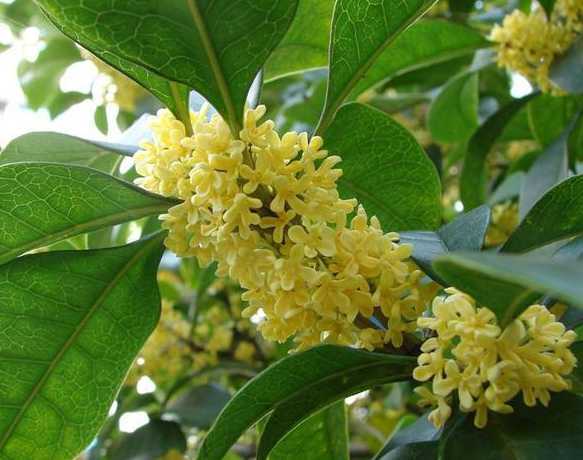 四季桂是什么样子的花草 桂花春天是什么颜色