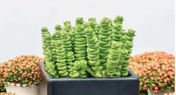 立春后适合养什么植物 立春适合种植什么