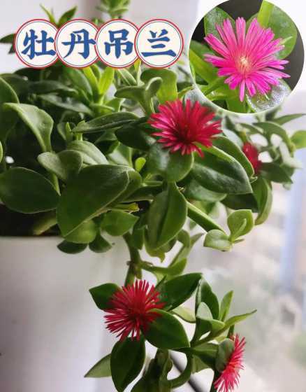 牡丹吊兰的叶子怎么摘 牡丹吊兰摘心打顶图解