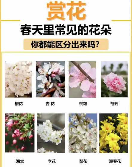 春天开了什么花名字 春天里有什么花开放,写出花的名字和颜色
