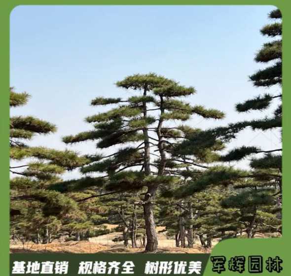 三公分黑松多少钱一棵 黑松的价格多少钱一棵黑松种植方法和注意事项