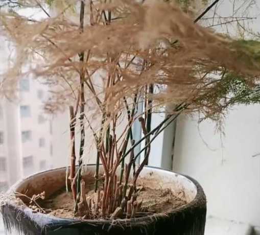 文竹水养为什么会烂根 文竹烂根的原因是什么