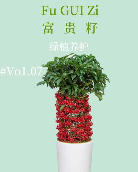 富贵籽适合用什么土种 富贵籽用什么土养好