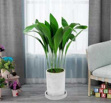 观叶兰盆栽有什么好处 什么植物可以带来好运气