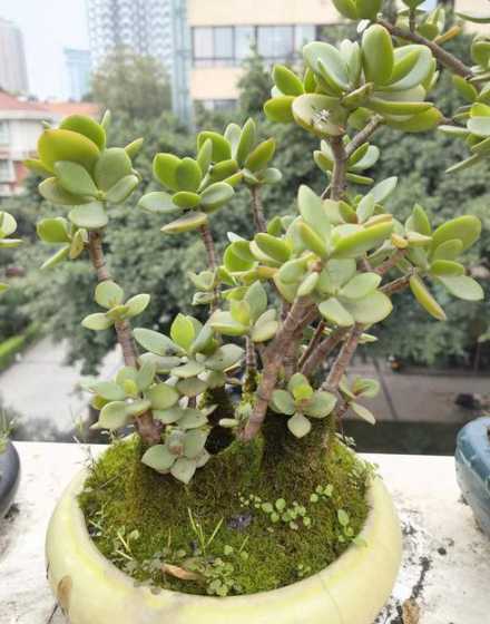 碧玉和什么花搭配好看 碧玉的花语和寓意