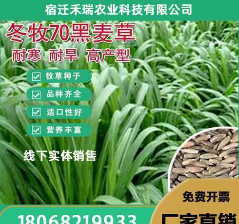 黑麦草种子多少钱一斤 黑麦草种多少钱一斤
