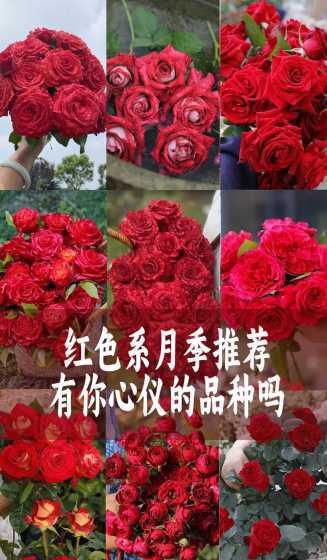 红色月季花有哪些品种 大红月季有哪些(红色丰花月季推荐)
