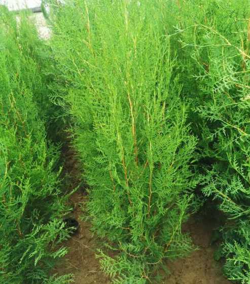 40厘米的侧柏多少钱 龙柏苗价格多少钱一棵龙柏苗的种植方法