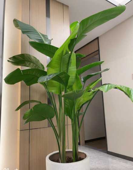 不怎么需要太阳的植物 完全不用晒太阳的植物