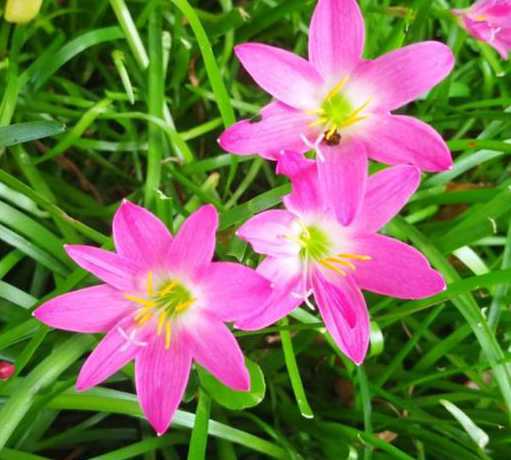 红叶子像韭菜是什么花 这是什么植物