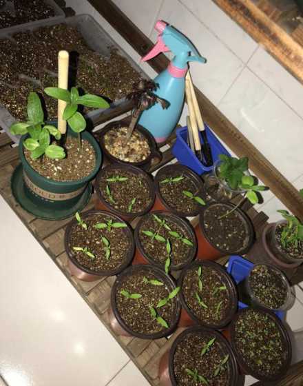 无尽夏的种子怎么播种 夏季盛开的花