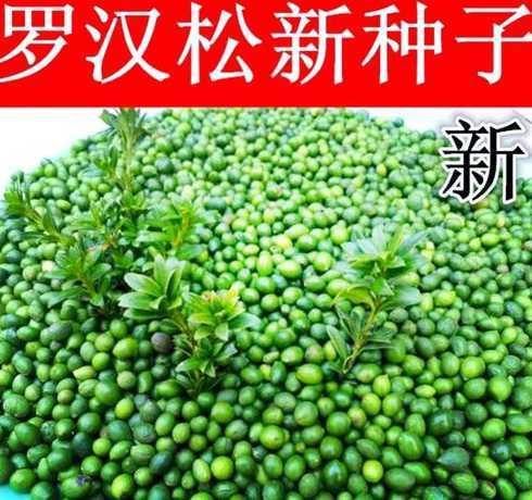 种子种罗汉松会怎么样 播种罗汉松的时候,种子之间要留多大的间隙