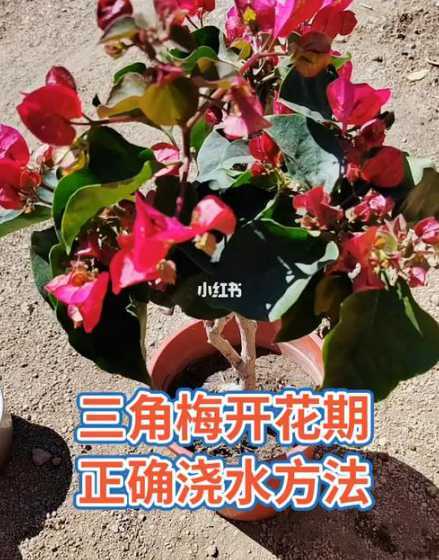 梅花在开花时怎么浇水 盆栽梅花怎么浇水