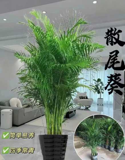 一盆散尾葵价格是多少 一盆紫背天葵多少钱