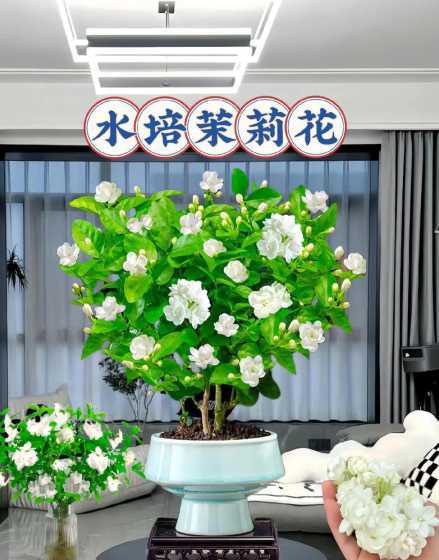 水培茉莉什么时候移植 水培茉莉花可以养多久