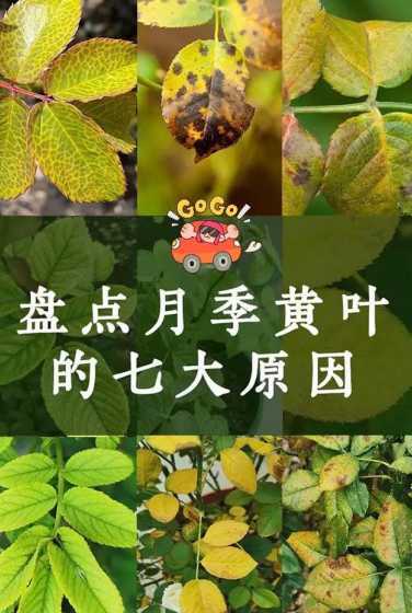 家里种花为什么会黄叶 家里为什么不能养花