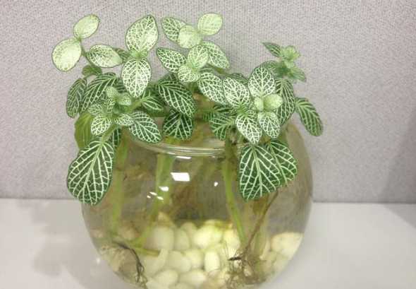 什么水培植物不会烂叶 水培植物有哪些