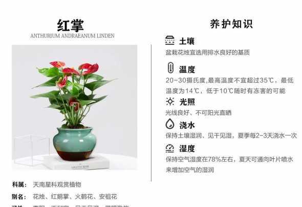 红掌为什么不能浇茶水 红掌怎么浇水,需要注意什么