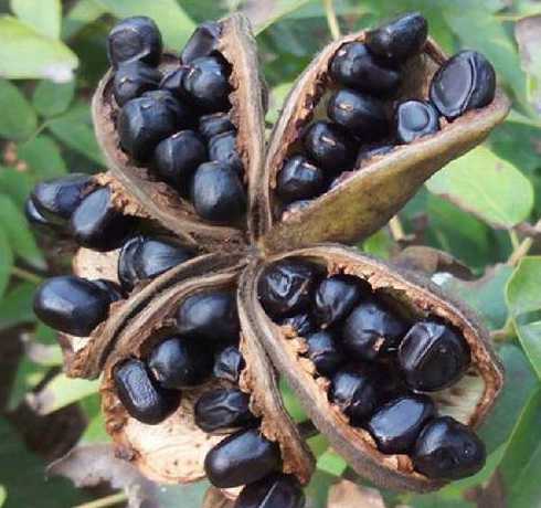 牡丹的种子是怎么样的 牡丹花的种子长什么样