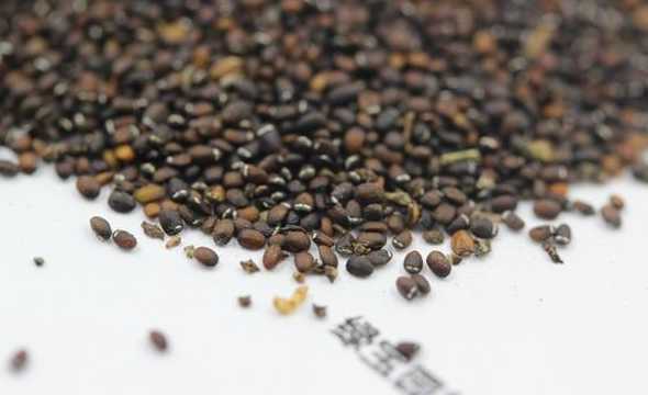 薄荷种子的种子怎么种 如何让薄荷种子发芽