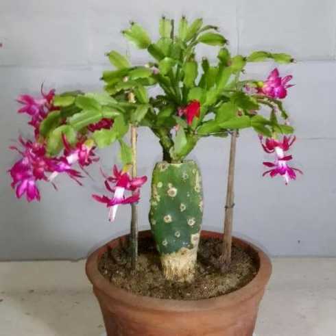 什么植物能嫁接蟹爪莲 蟹爪莲什么季节适合嫁接最好,不易死