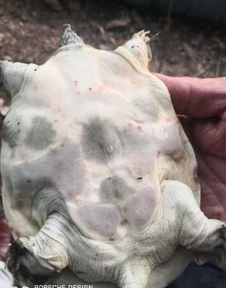 水鳖在水里为什么会烂 炸水鳖怎么有臭味
