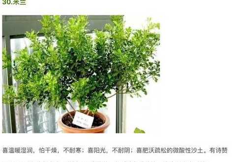 家庭养殖花草有什么方法 花草养殖方法 花草的养护方法