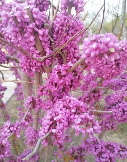 心情不好的时候看看花草 适合心情不好看看花草时所发文案 【精】