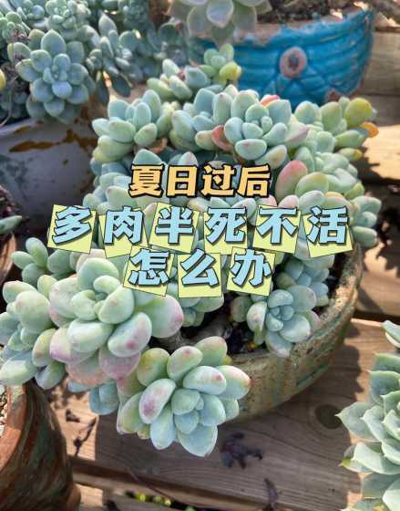 多肉植物不要浇什么水 多肉植物是否可以喷水