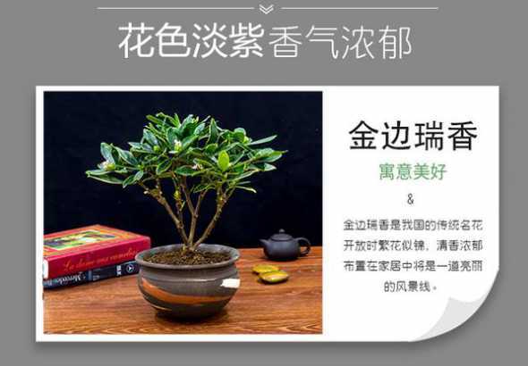 瑞香的叶子发黄怎么办 金边瑞香花叶子发黄怎么办