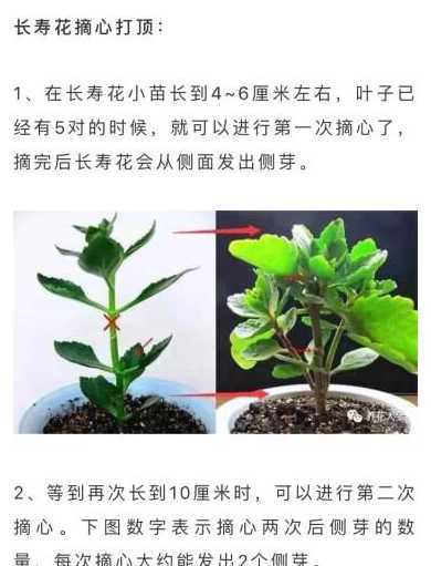 花卉打顶摘心的方法技巧 天竺葵打顶摘心方法,4个步骤修剪打理植株