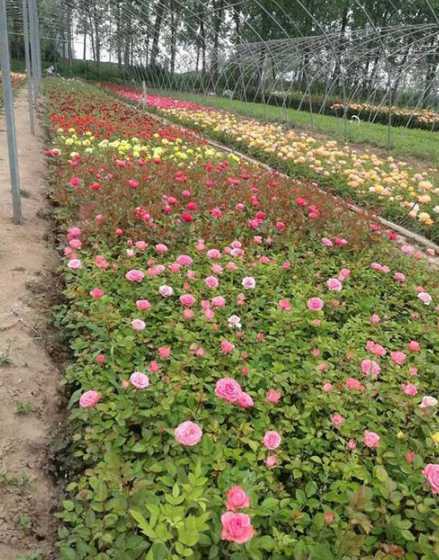 西安哪里种月季花苗圃 为什么苗圃月季花开得这么好,苗圃月季爆盆原因
